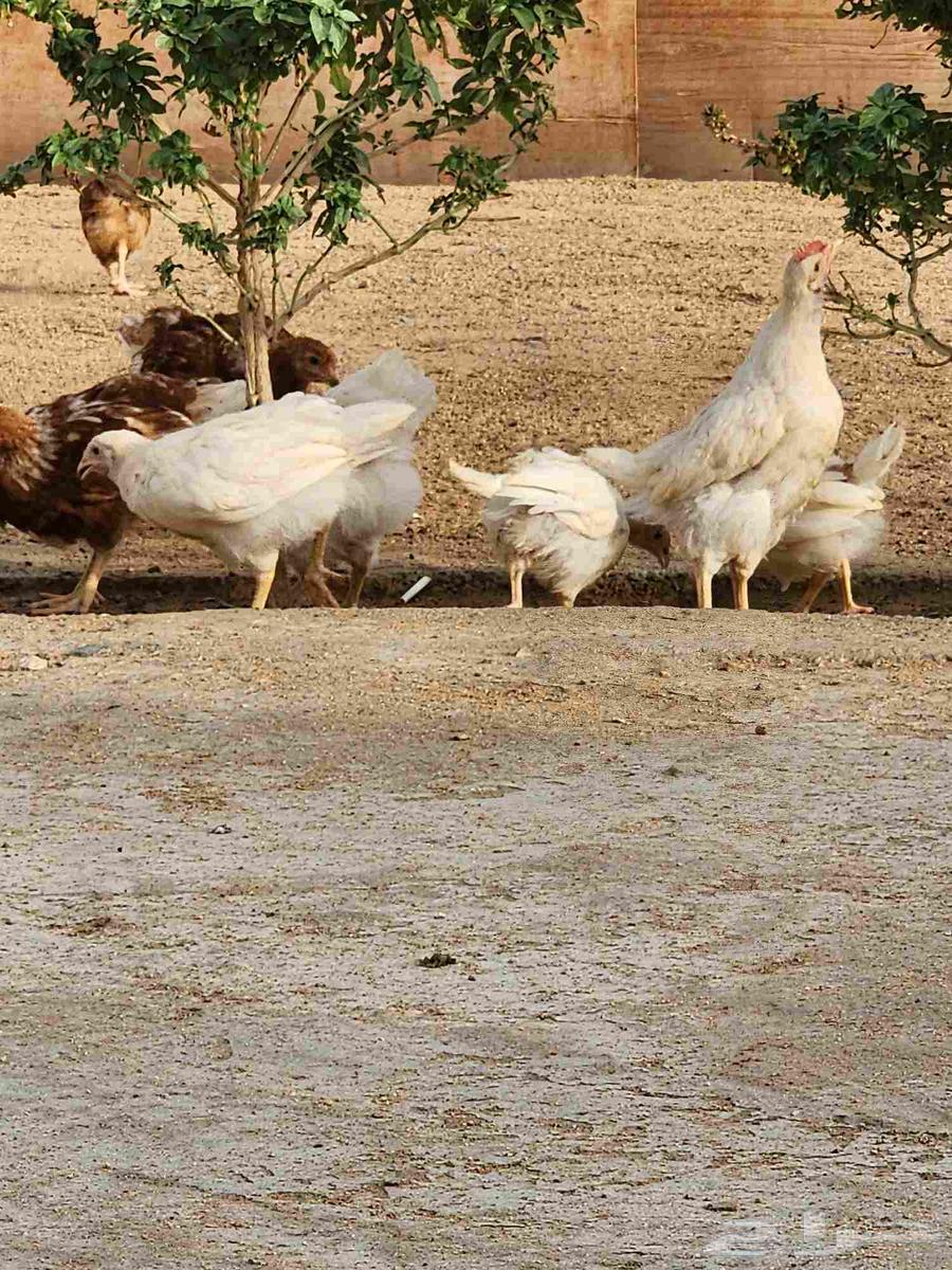 صوص لوهمان براون630122010415381121