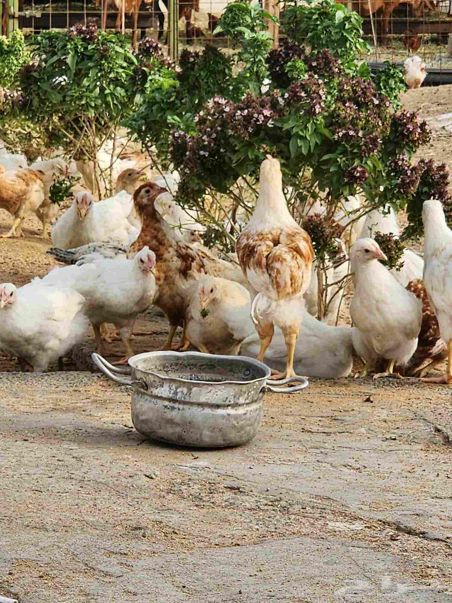 صوص لوهمان براون63012201041538111