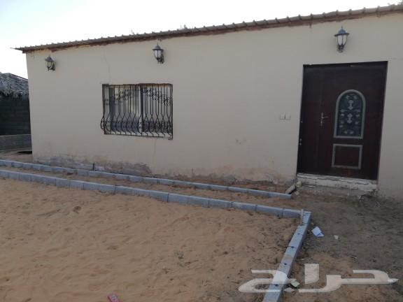 Horse for rent63012955659521114