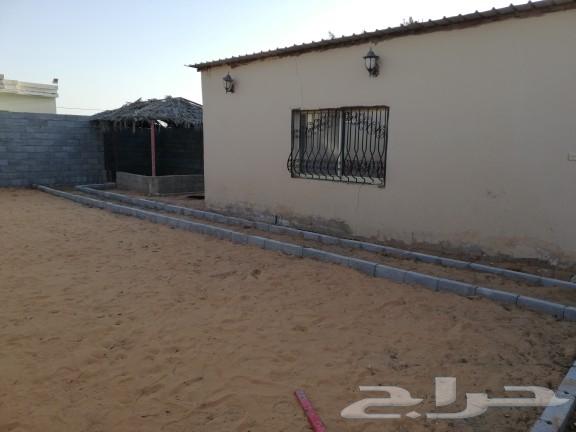 Horse for rent63012955659521111