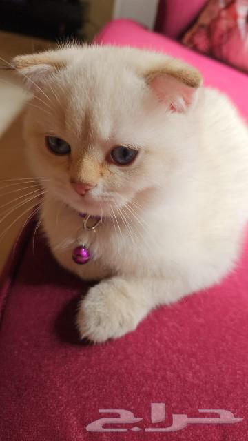 Cat Scotch Pure for sale. Marah loves playing and children, knows the letter box well.63018869003265114
