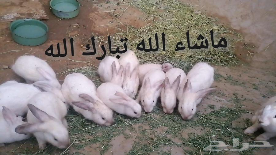 ارانب لي البيع جمله ماشاء الله اغلبها كبار عمرها عمر انتاج63035806052866111
