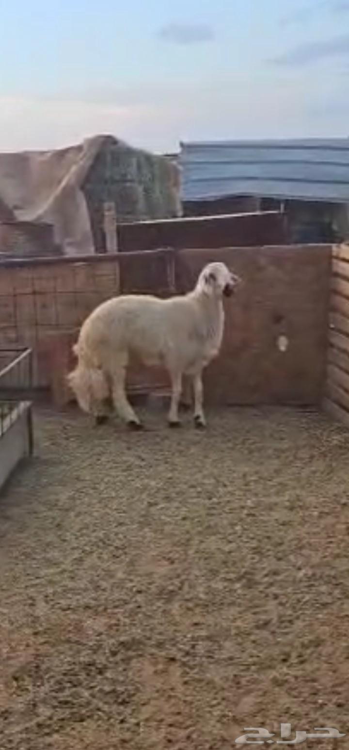 فحل اصفر630350402536981124