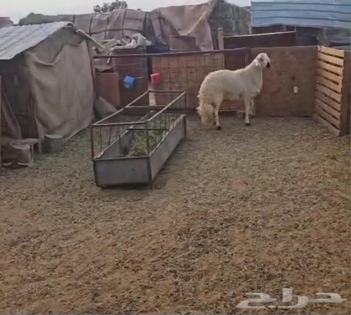 Yellow camel63035040253698112