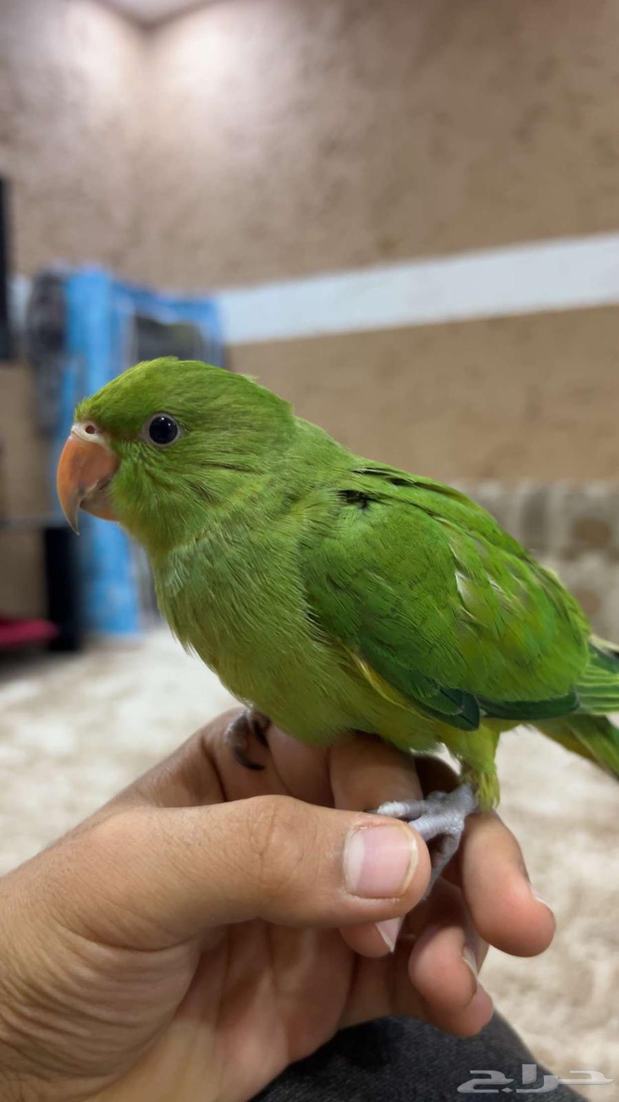 The parrot is very nice Indian (sold, God bless the buyer)63020253247746112