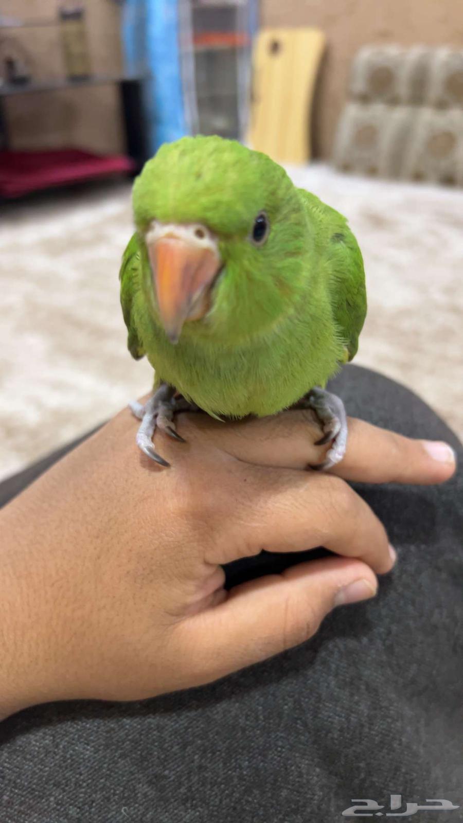 The parrot is very nice Indian (sold, God bless the buyer)63020253247746113