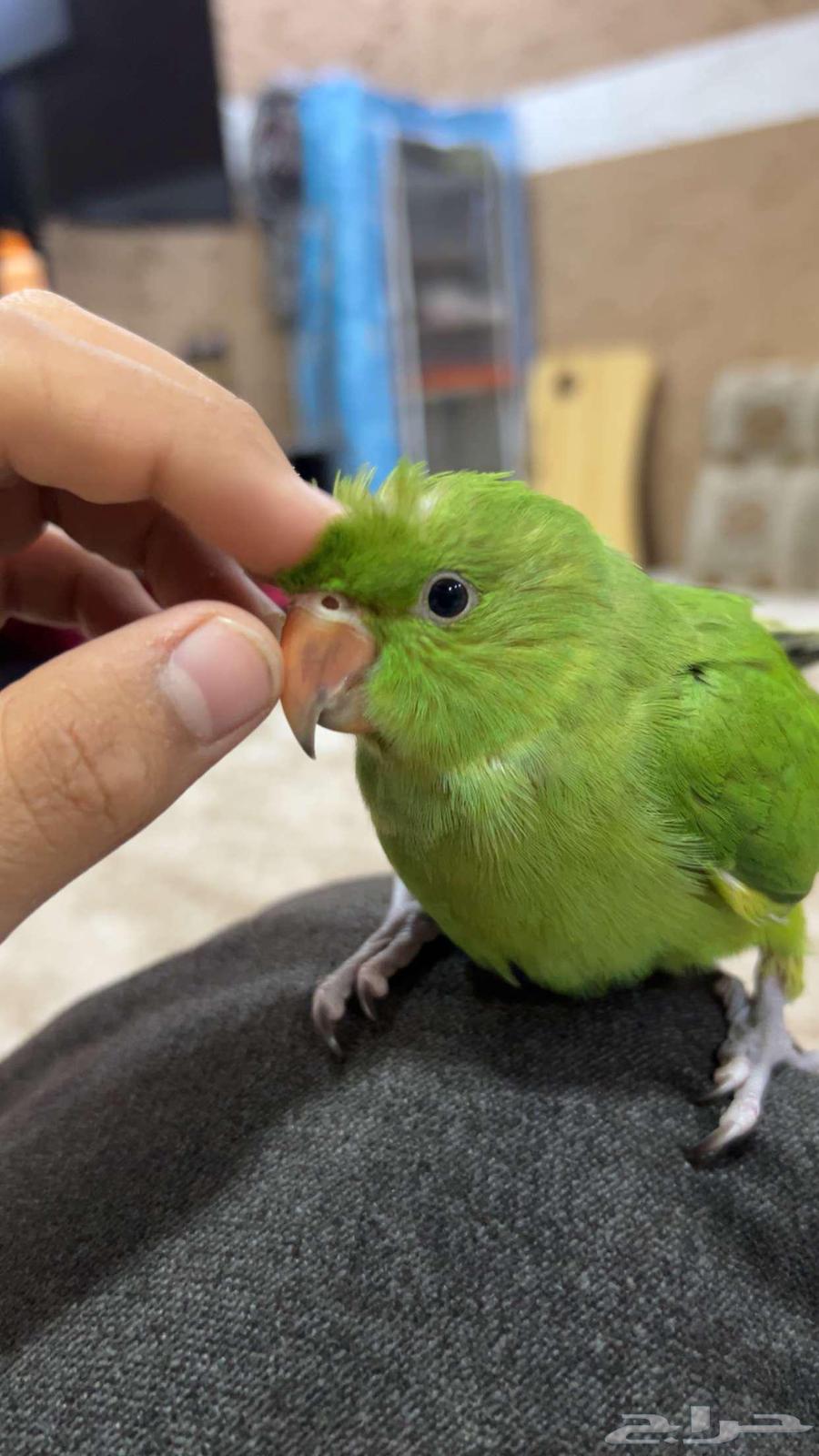 The parrot is very nice Indian (sold, God bless the buyer)630202532477461126