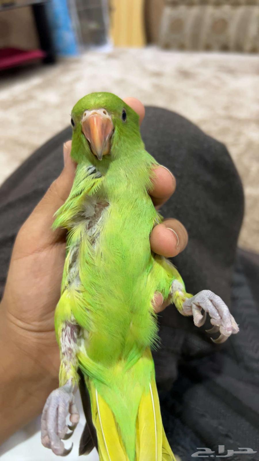 The parrot is very nice Indian (sold, God bless the buyer)63020253247746114