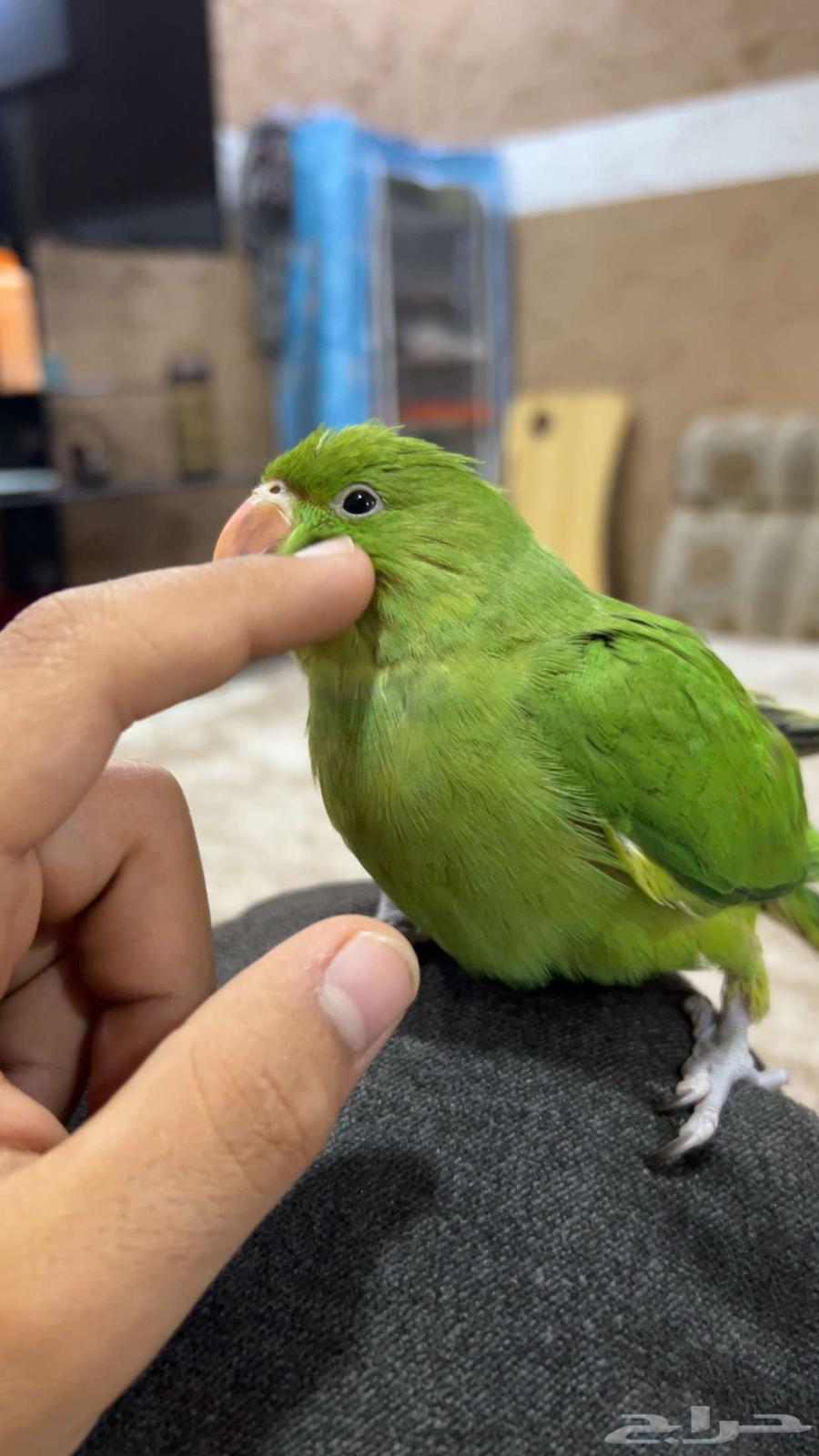 The parrot is very nice Indian (sold, God bless the buyer)63020253247746111