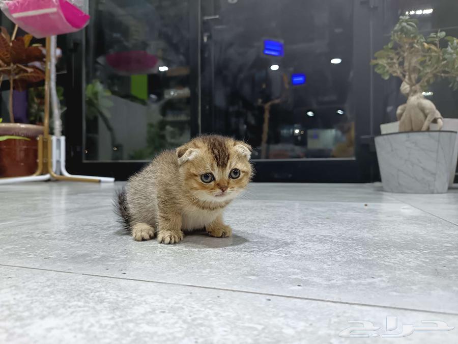 متوفر كيتنز سكوتش فولد بيور63470110821122112
