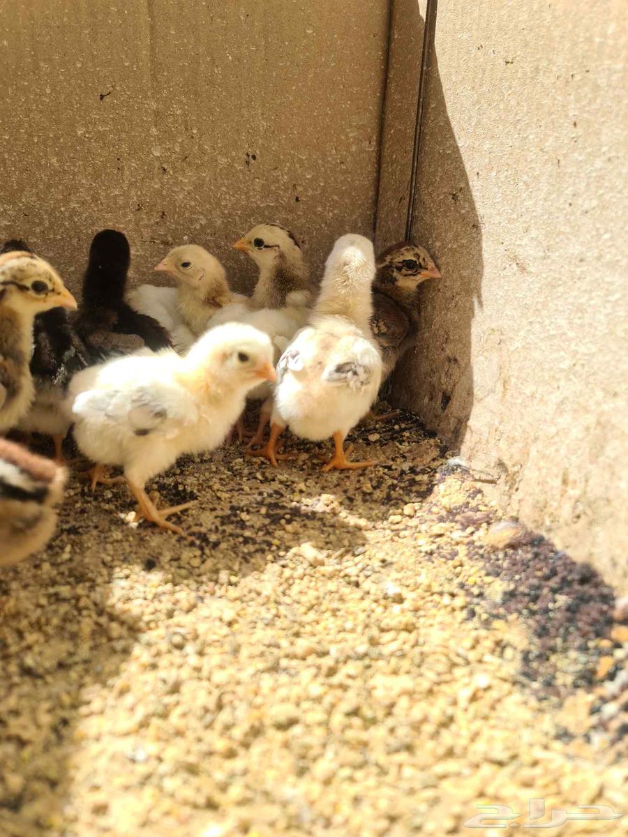Pakistani Chicken Sauce for sale63069257886977113
