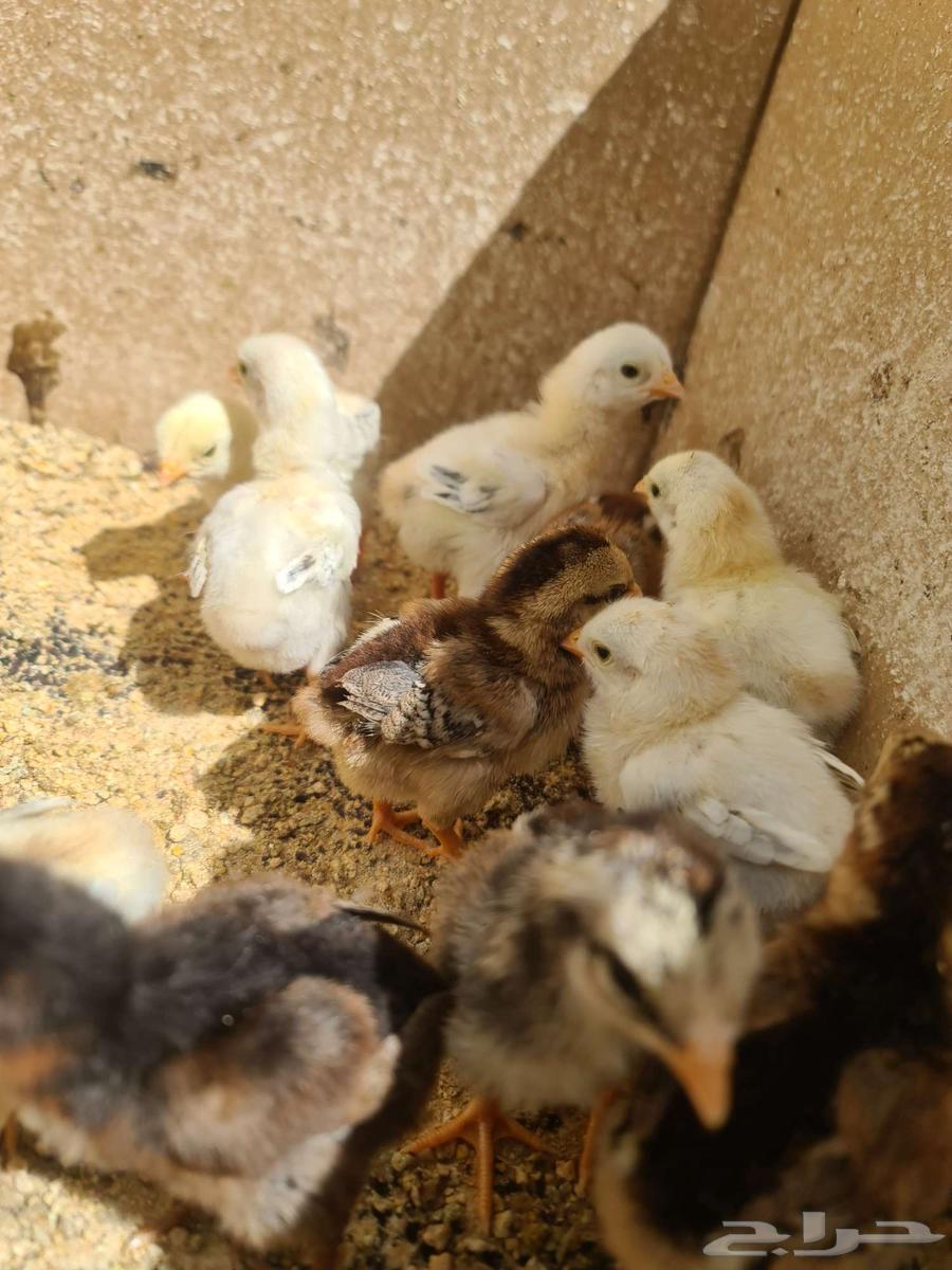 Pakistani Chicken Sauce for sale63069257886977112