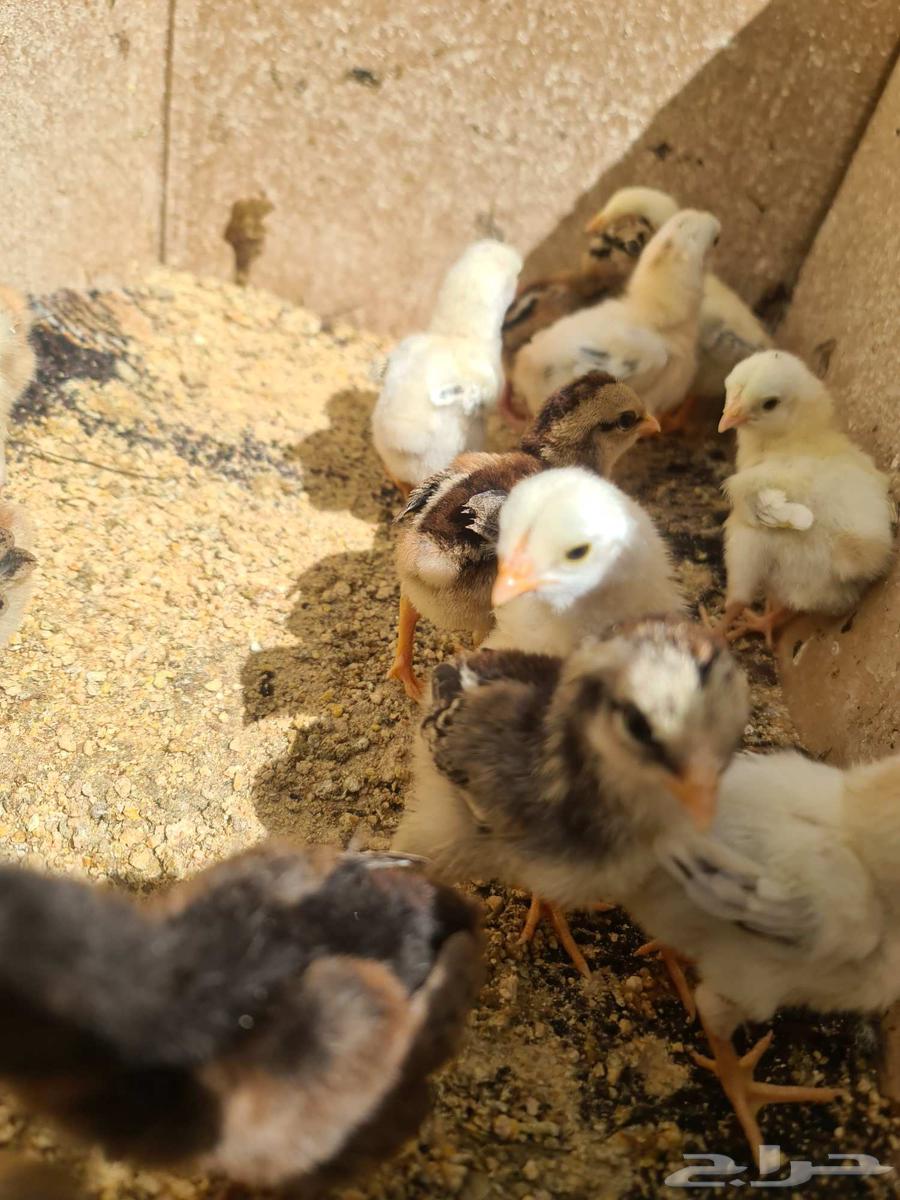 Pakistani Chicken Sauce for sale63069257886977111