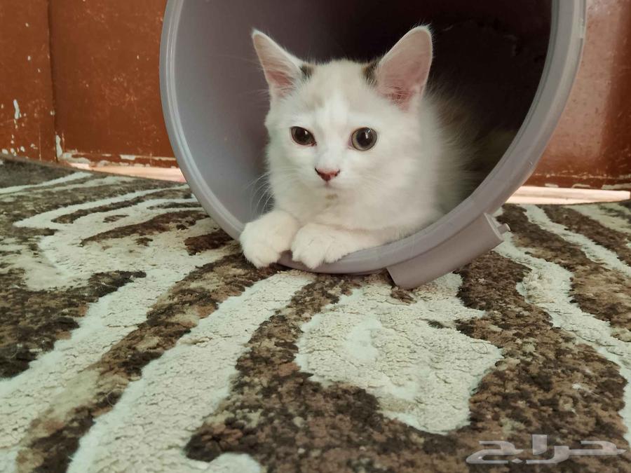 للبيع قطه انثى راغدول هملايا العمر شهرين63034614271618111