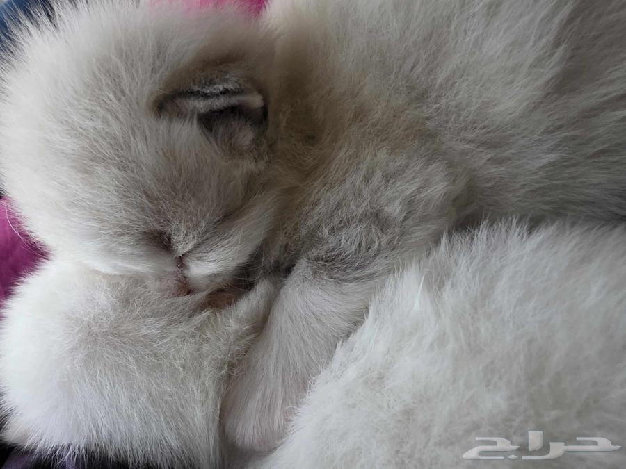 2 kittens mix ragdoll shirazi American63074559348483111