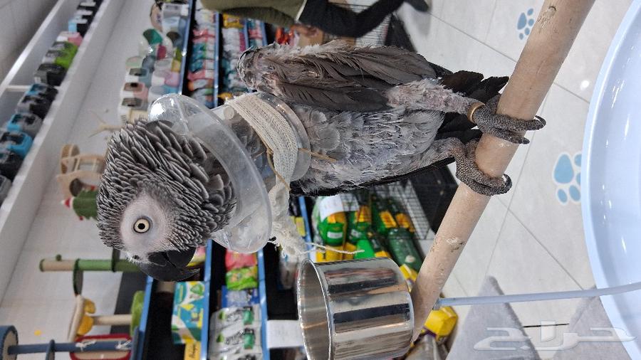 ببغاء كاسكو متكلم اليف630333557013771111