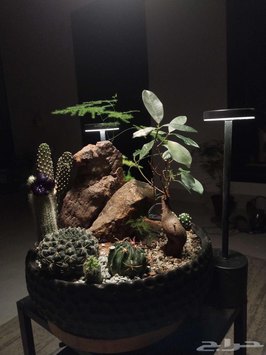 The natural cactus plants are a treasure.63032095211138117