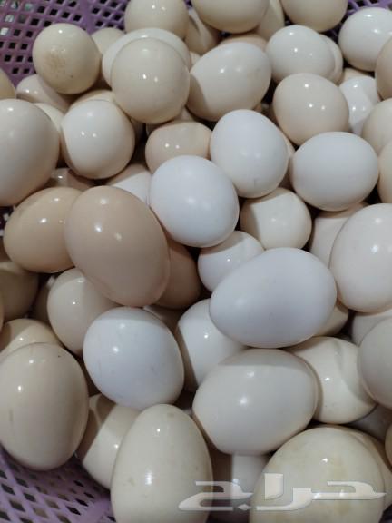 Local eggs63032487372161116
