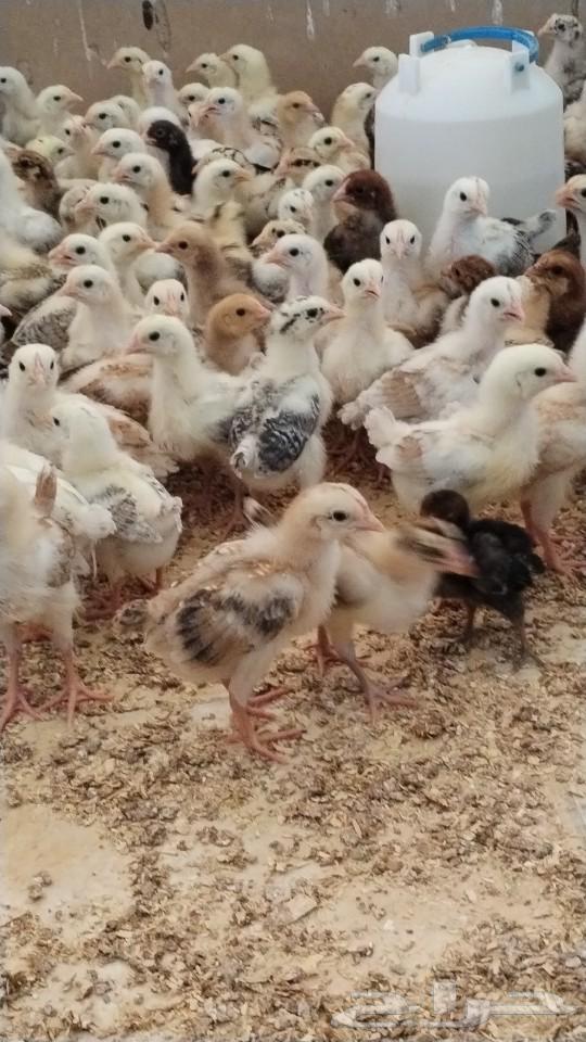 My country's sauce for sale63054800767235112