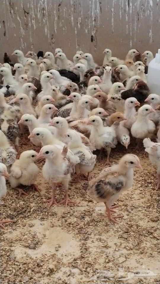 My country's sauce for sale63054800767235111