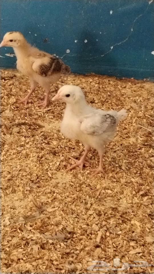 My country's sauce for sale630548007672351120