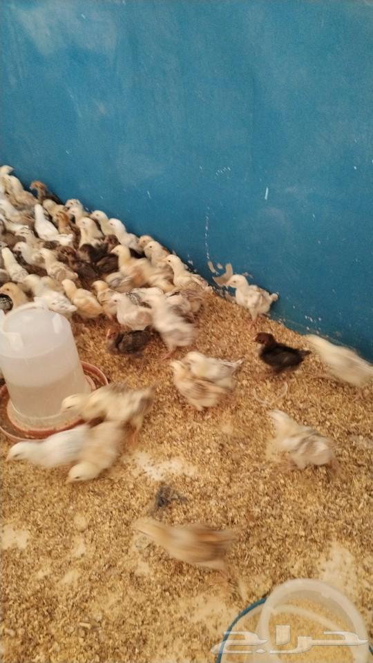 My country's sauce for sale63054800767235113