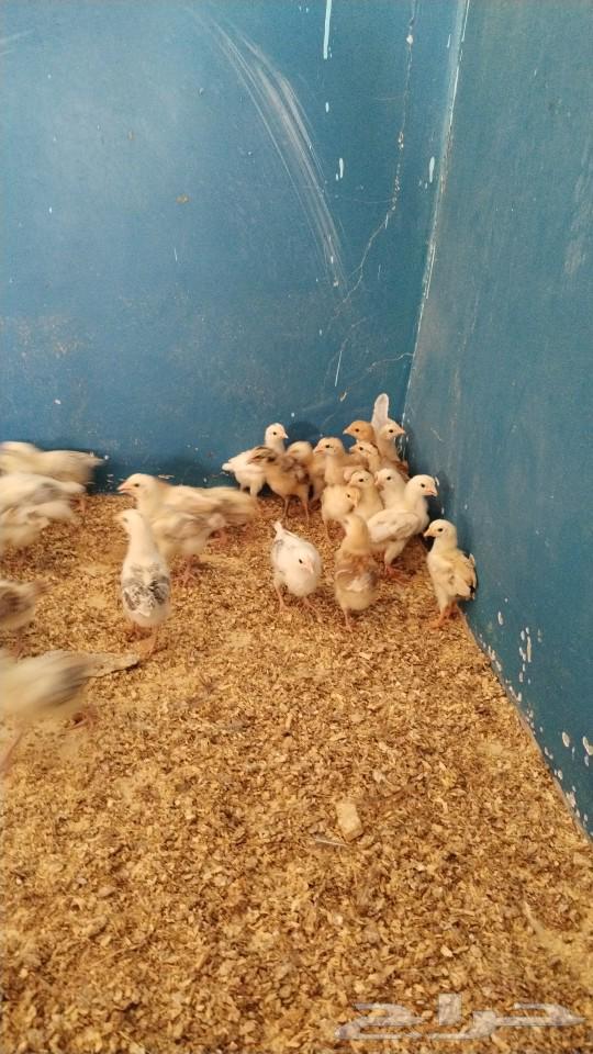 My country's sauce for sale63054800767235114