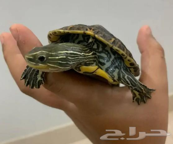 Rare water turtle with accessories 170 and without B 14063031182892545111