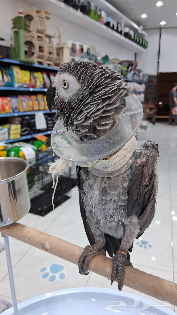 Cacau talking parrot Alif63033355701377111