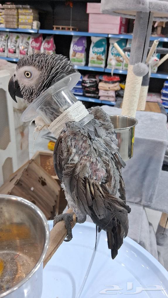 Cacau talking parrot Alif63033355701377113
