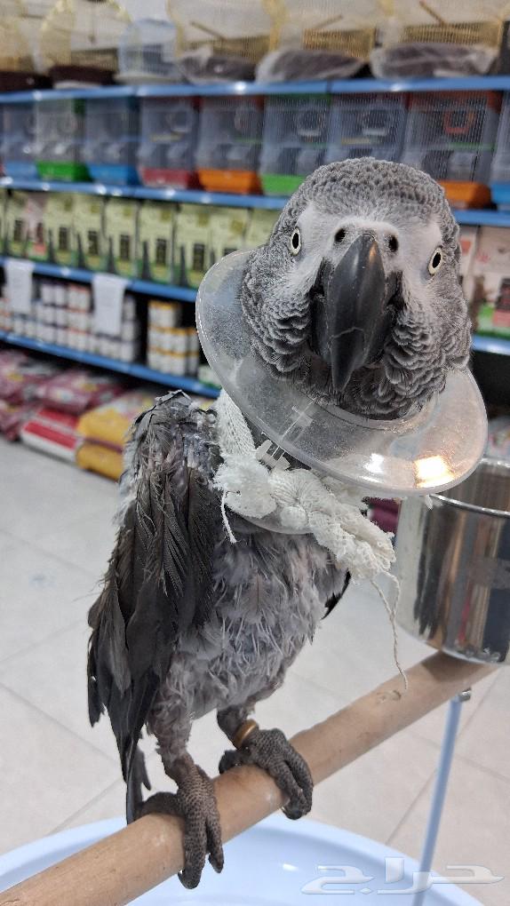 Cacau talking parrot Alif63033355701377112