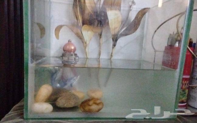 Rare water turtle with accessories 170 and without B 14063031182892545112