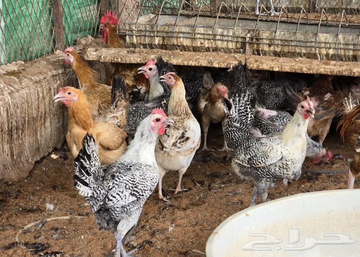 دجاج بياض شرط (منوت القناي)63033401221635111