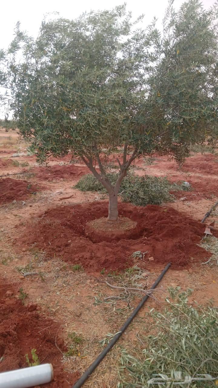 شجر زيتون630329593886751113