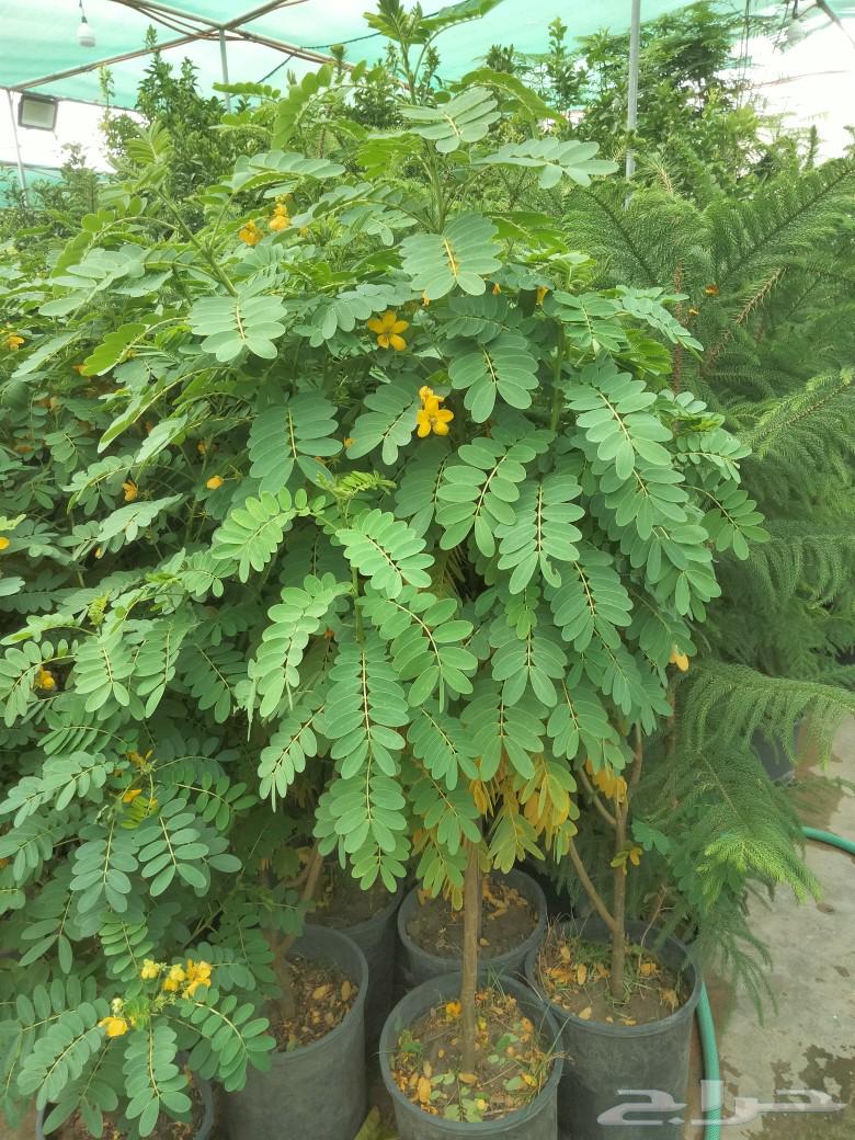 المزارع63013840255363114