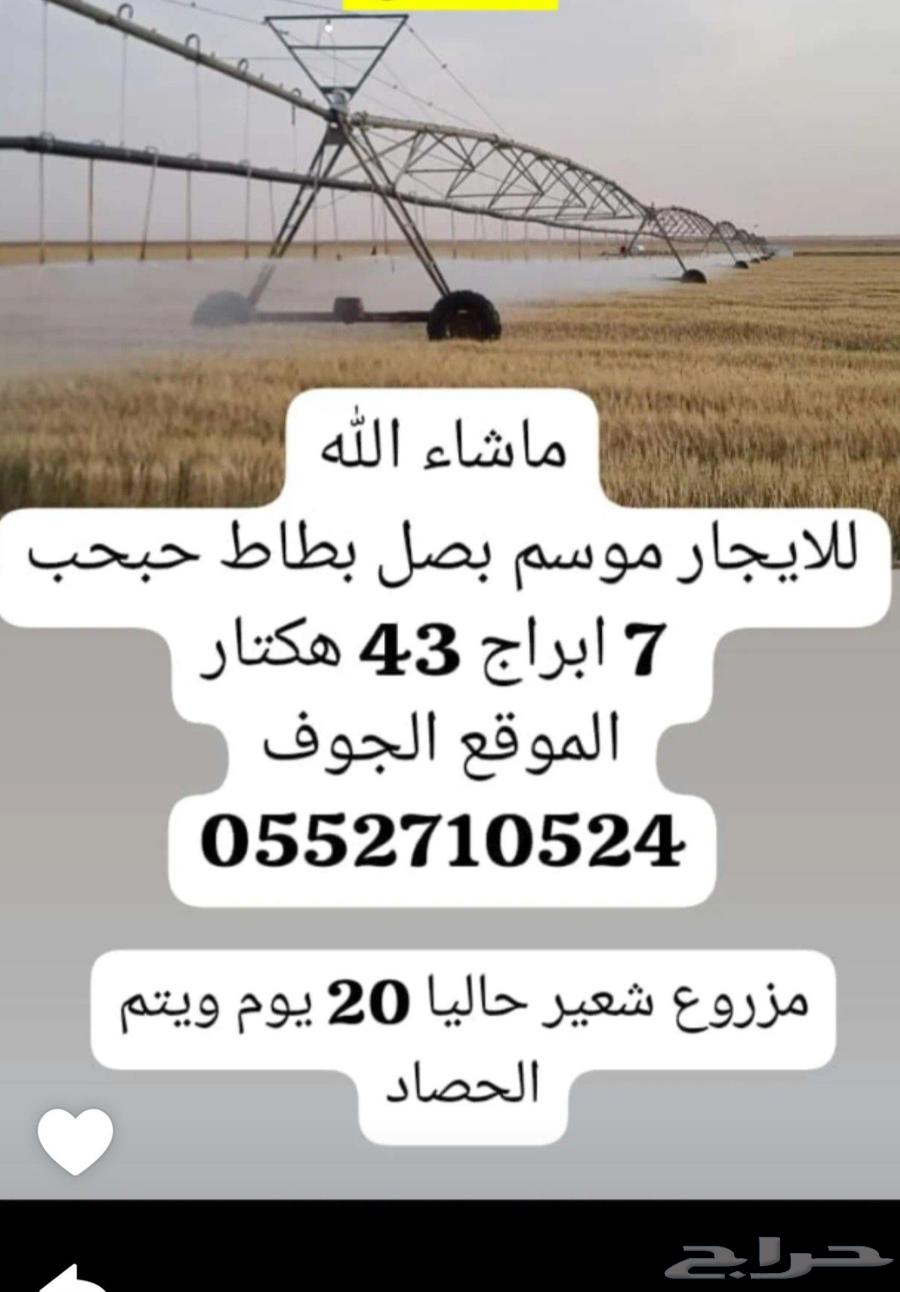 للإيجار موسم بطاط حبحب634706195937311123