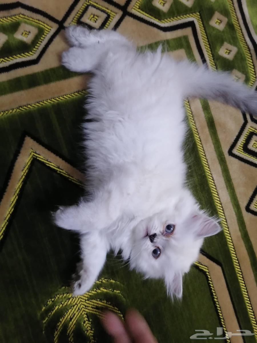 قط للبيع انثي العمر 4 شهور ..630504096701471111