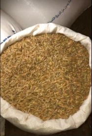 Barley for sale organic63030292759425118
