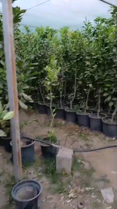 شتلات ليمون برتقال63028553052034113