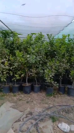Lemon seedlings orange63028553052034116