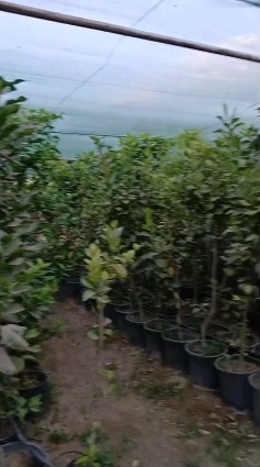 شتلات ليمون برتقال63028553052034114