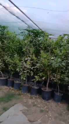 شتلات ليمون برتقال63028553052034111