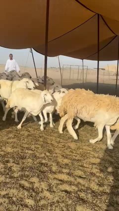 غنم حريات جنب دفيع واصل عددها 90 دفيع معها فحلين63470618471171113