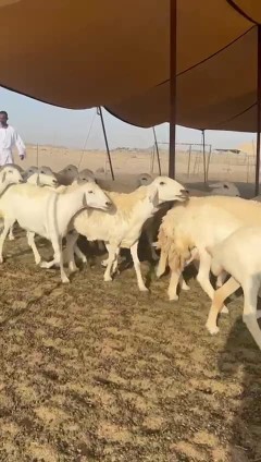 غنم حريات جنب دفيع واصل عددها 90 دفيع معها فحلين63470618471171111