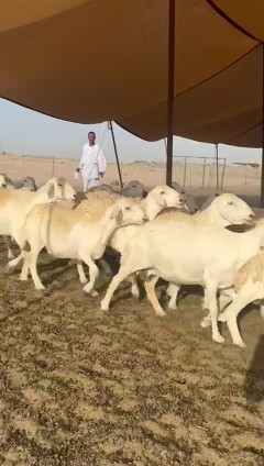 غنم حريات جنب دفيع واصل عددها 90 دفيع معها فحلين63470618471171112