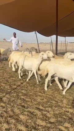 غنم حريات جنب دفيع واصل عددها 90 دفيع معها فحلين634706184711711125