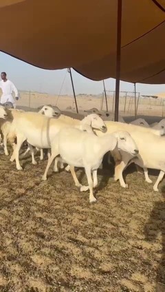 غنم حريات جنب دفيع واصل عددها 90 دفيع معها فحلين63470618471171114
