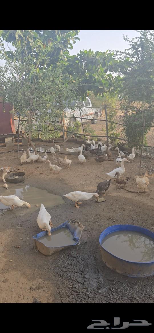 اعرض لكم بط كيني غرب احد المسارحه632185139733781125