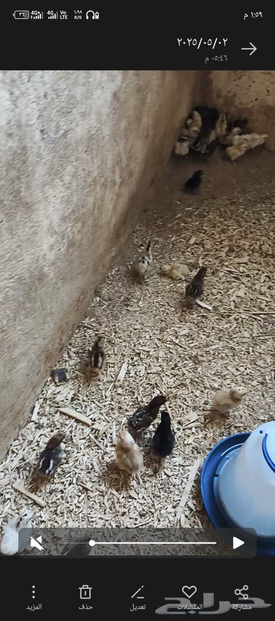 Small kids with age of one or two days63029886675203111