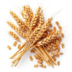 Wheat certificate, wheat license 350 tons or part of it, supply to Al-Qassim630268425355541127